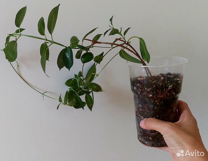 Дипладения (мандевилла) /адениум/ хойя