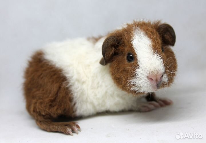Морская свинка тедди малыши