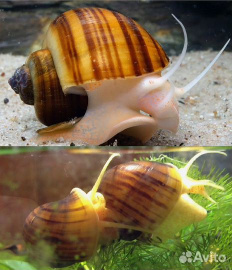 Ампулярии Голубые, Черничные улитки санитары