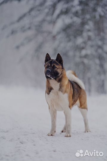 Американская акита вязка