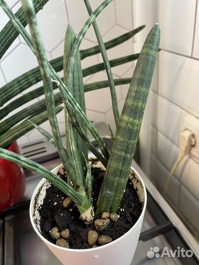 Сансивиерия сортовая