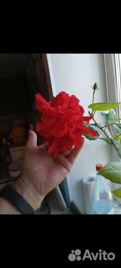 Гибискус китайская роза