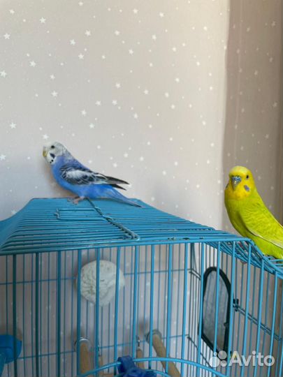 Попугай волнистые мальчик и девочка