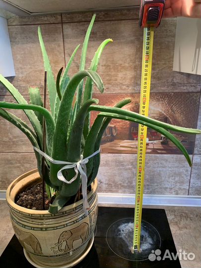 Алое лечебный