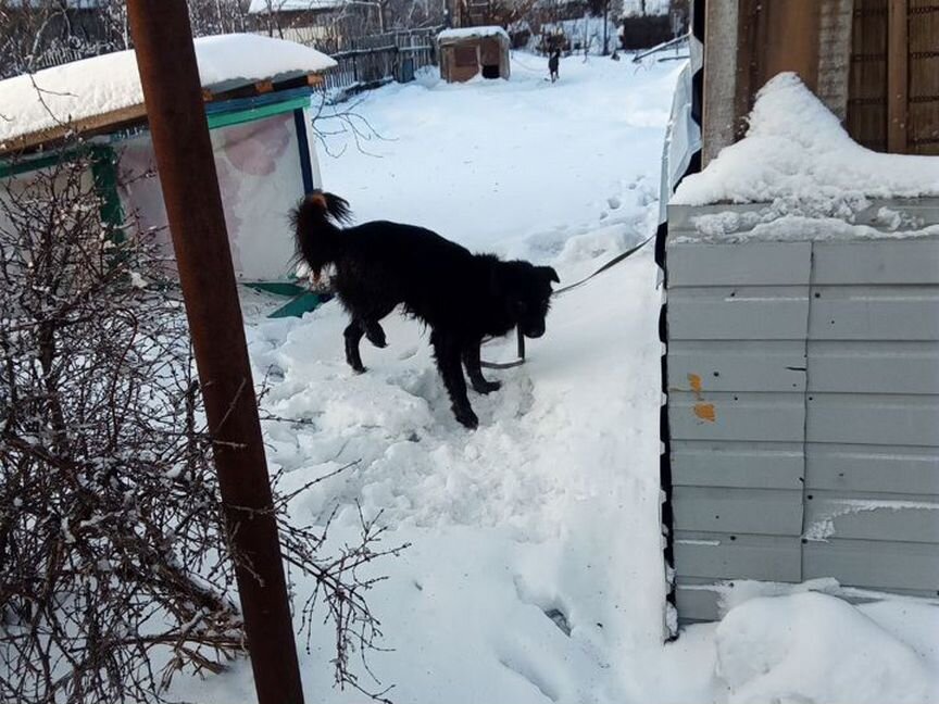 Восточноевропейская овчарка черный