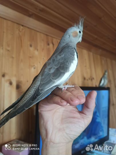 Попугаи разных видов с клеткой