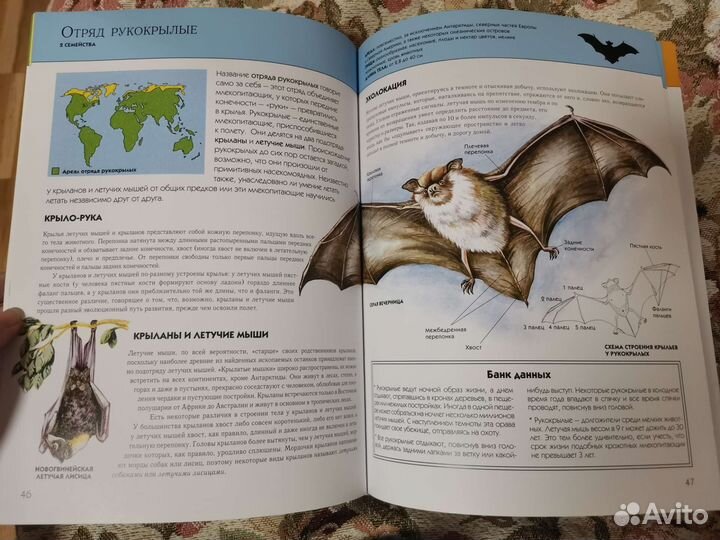 Книга животных, детские вещи