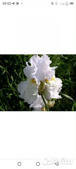 Саженцы многолетних цветов