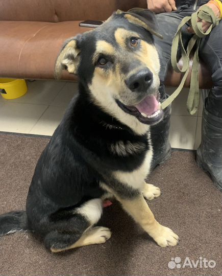 Овчаристый Щенок