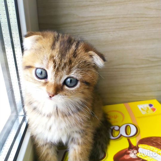 Золотые котятки
