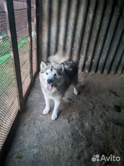 Собаки, Аляскинский маламут