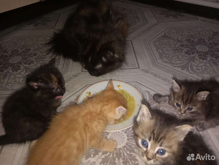 Кошка 1 р