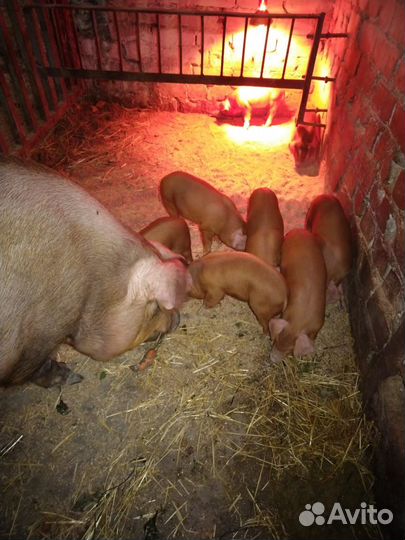 Поросята породы дюрок