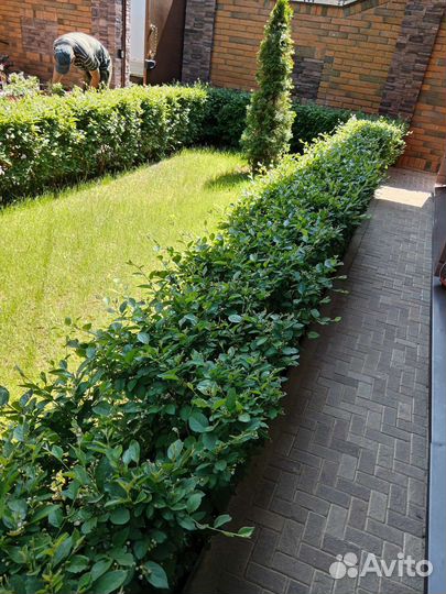 Кизильник блестящий для живой изгороди