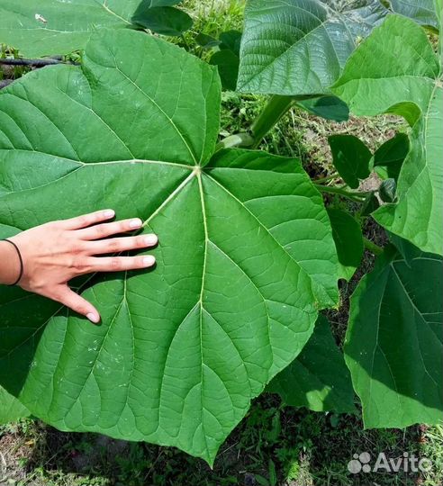 Павловния (саженцы, корни почтой)