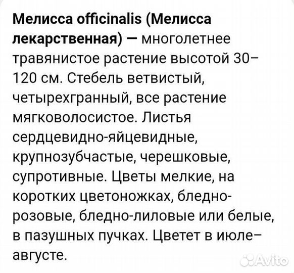 Мелисса лекарственная