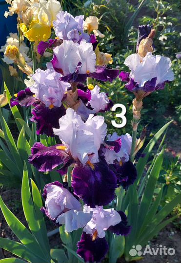 Ирисы бородатые