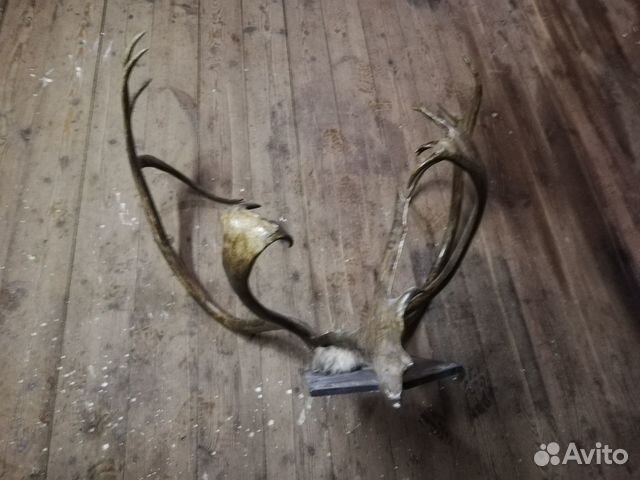 Рога оленя