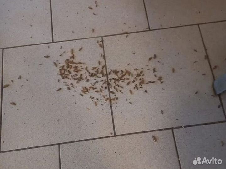 Дезинфекция.Уничтожение клопов тараканов.муравьев