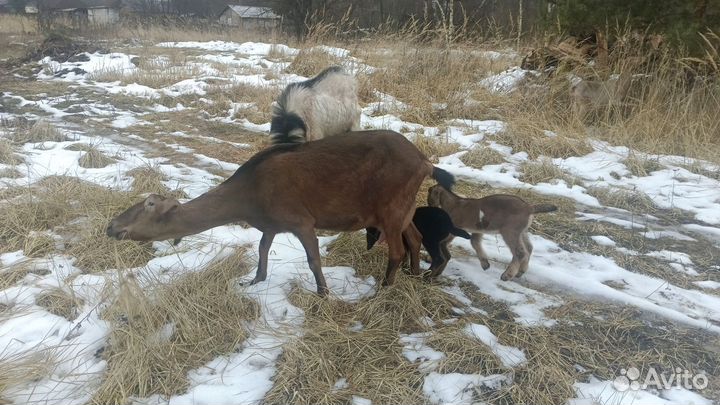 Нубийские козлята