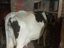 Коровы дойные молочные ставропольский край