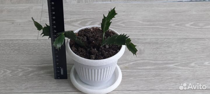 Шлюмбергера