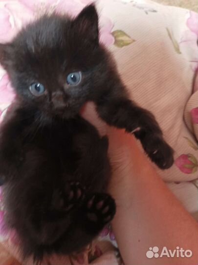 Кошки в добрые руки бесплатно