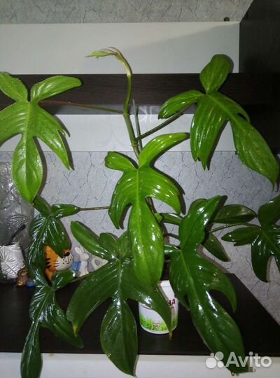Филодедроны 5 сортов