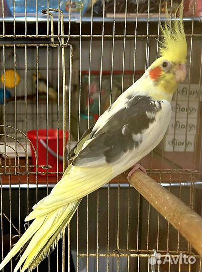 Попугай Корелл и Какарик