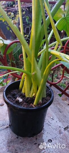 Калла эфиопская