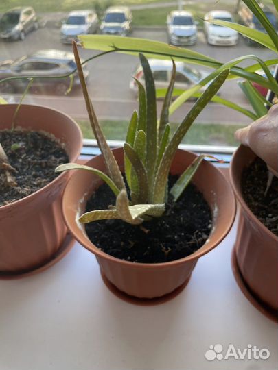 Комнатные растения