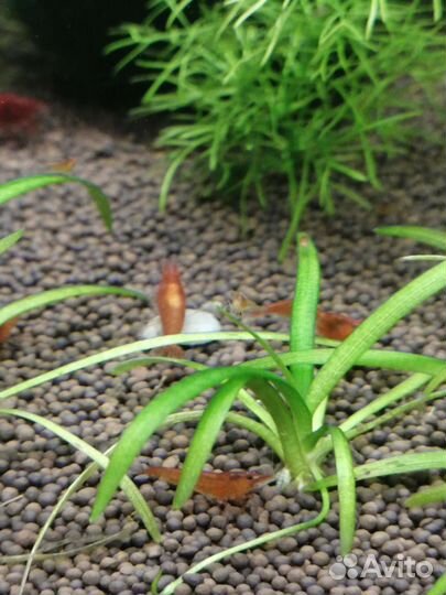 Рыбки, креветки и растения