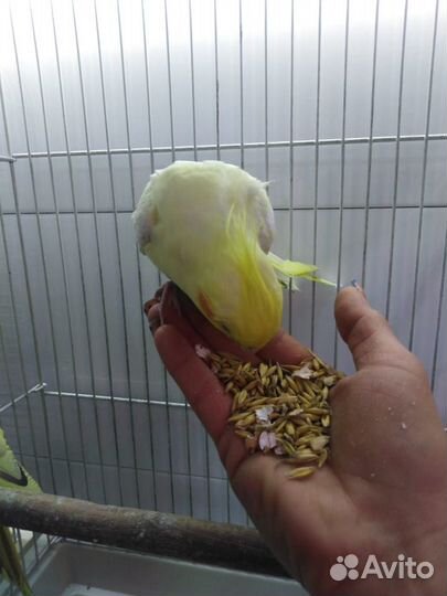 Попугайчики