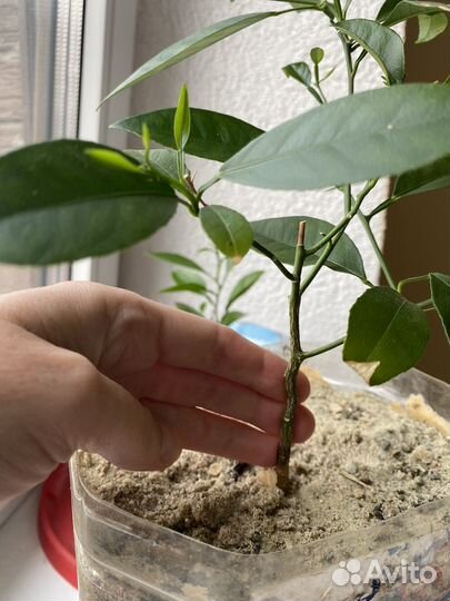 Цитрусовые из косточки