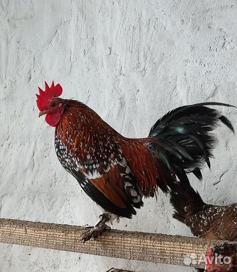Петухи белые павловские, Бентамки ситцевые
