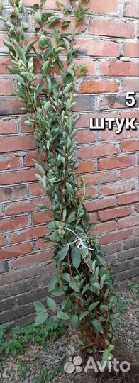 Жимолость сорт Колокольчик