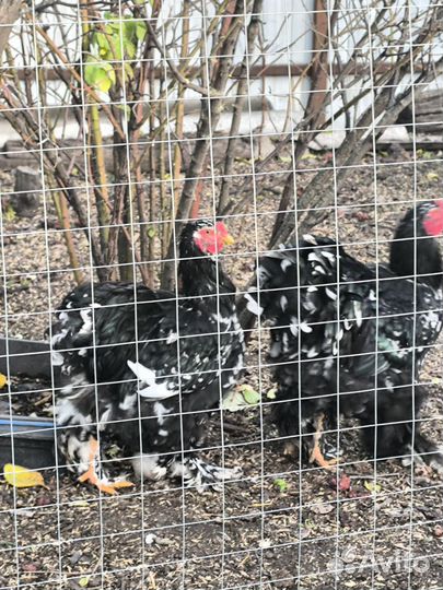 Молодые петухи