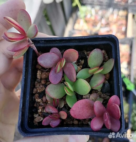 Суккуленты 2