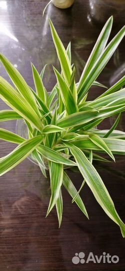 Хлорофитум