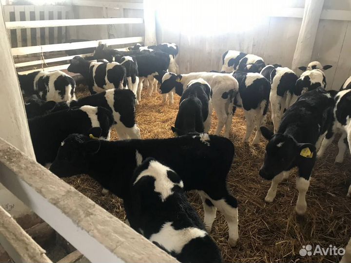 Телята на откорм, бычки