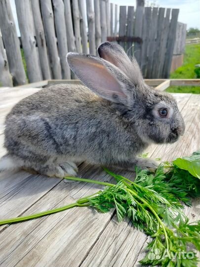 Кролики, мясо кролика