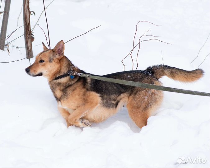 Собака в добрые руки