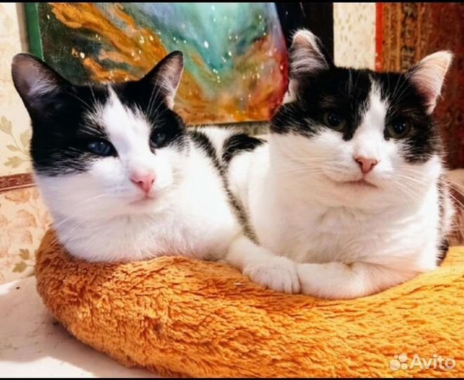 Сладкая парочка для счастливой жизни