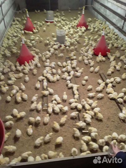Цыплята бройлер
