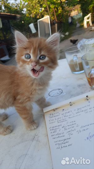 В добрые руки