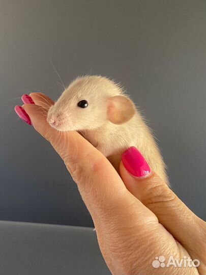 Крыса Дамбо