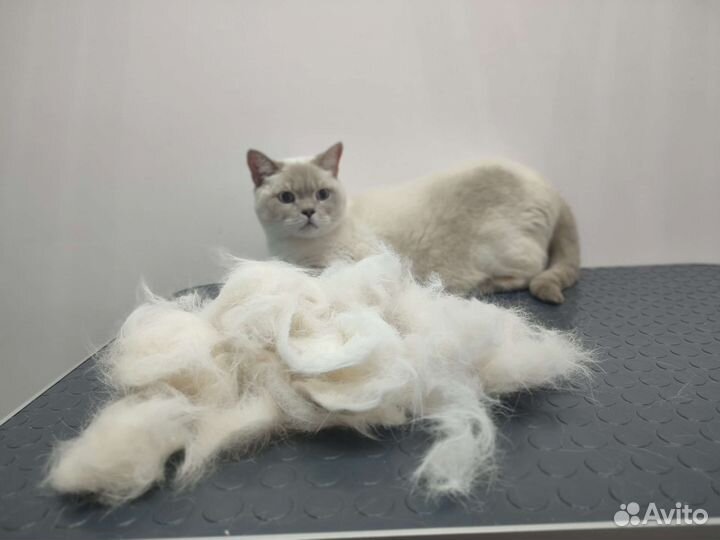 Груминг для кошек