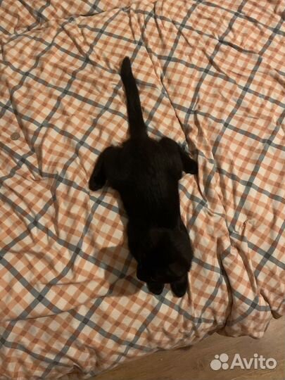 Отдам кота в добрые руки