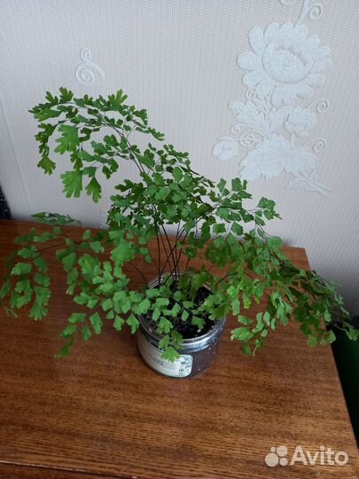 Адиантум Венерин волос