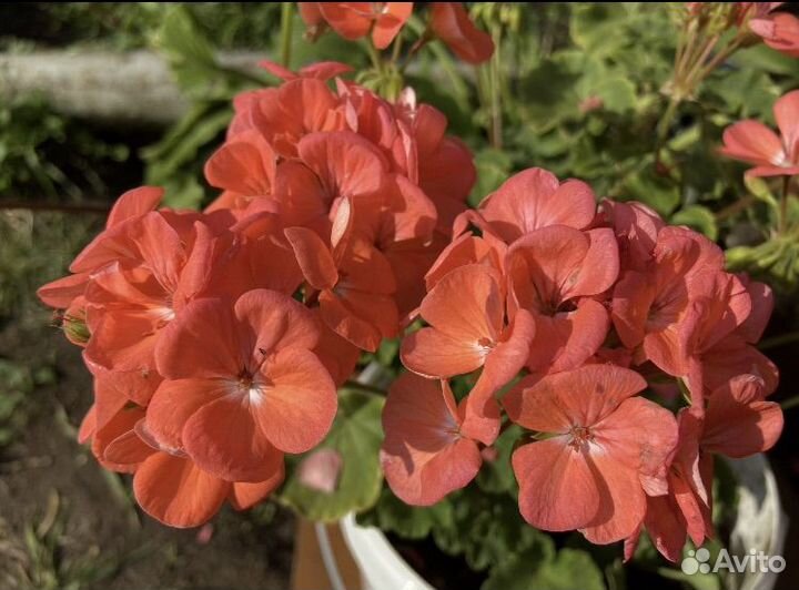 Герань (пеларгония) несколько сортов
